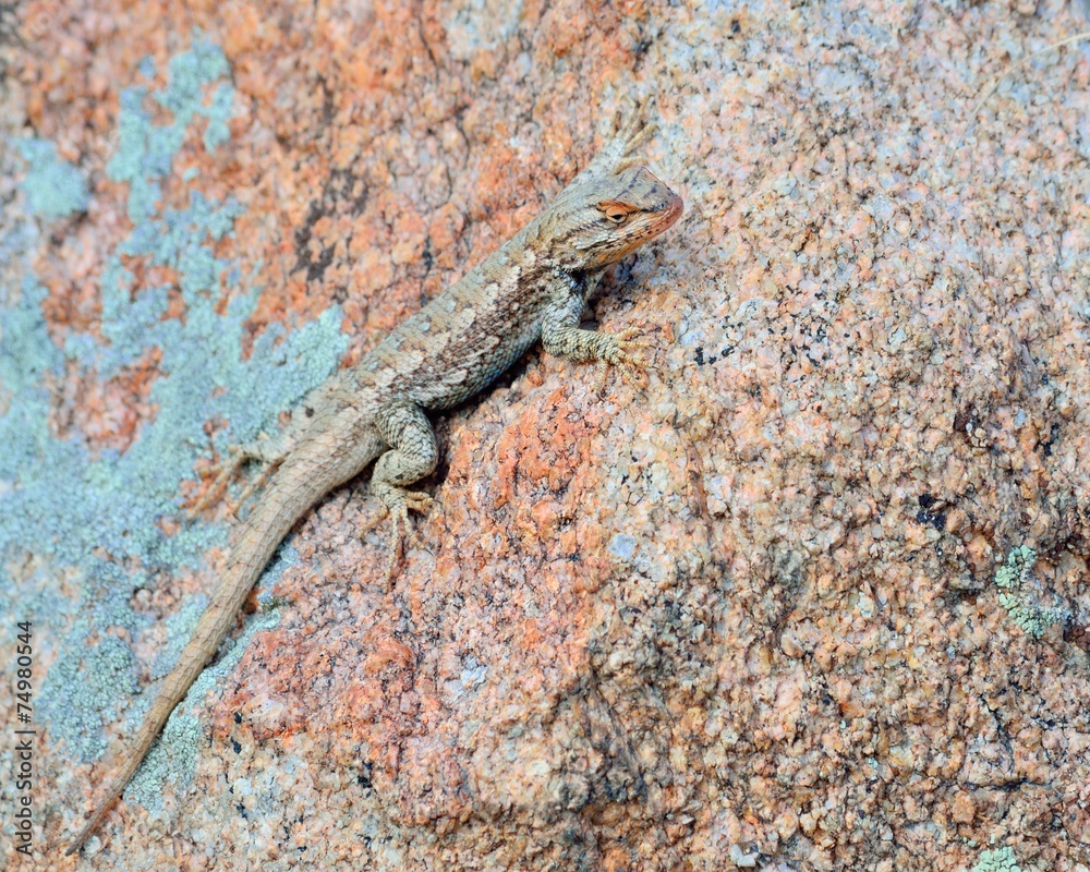 Obraz premium Plateau side-blotched lizard