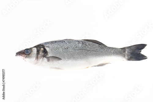fresh sea bass on a light background