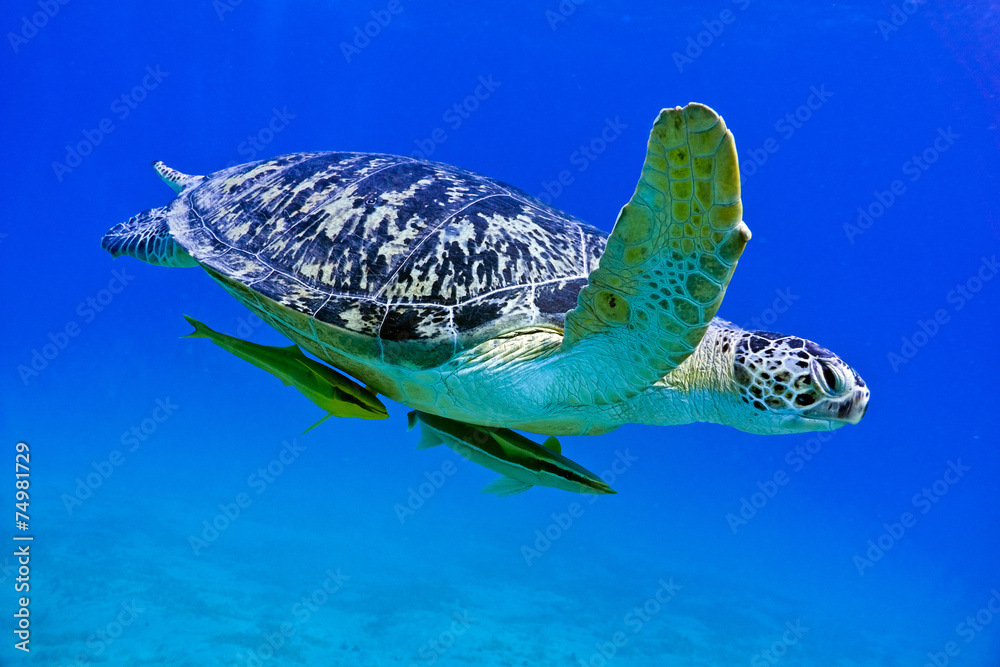 Sea turtle
