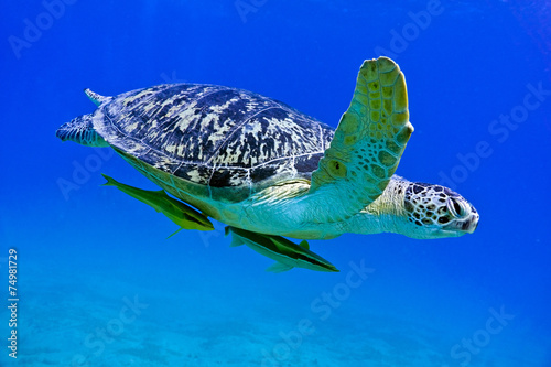 Obraz na płótnie Sea turtle w salonie