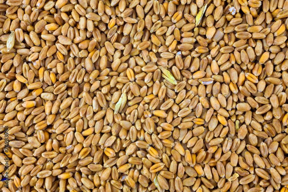 Wheat background view from the top close up Wheat background view from the top close up
