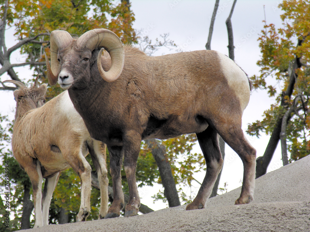 Naklejka premium Bighorn Sheep