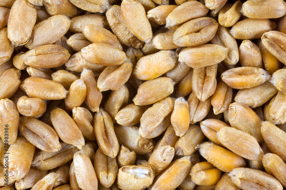 Wheat background view from the top close up Wheat background view from the top close up