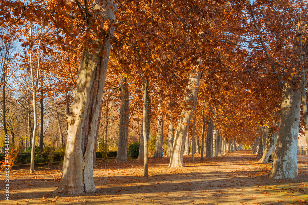 Naklejka premium Trees in a park in autumn, beautiful orange fall colours