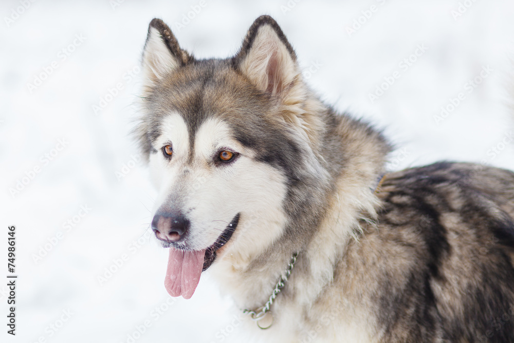 Malamute