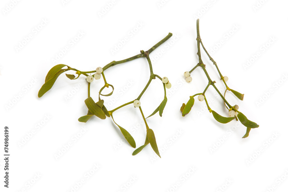 Obraz premium Bunch of mistletoe isolated on a white studio background.