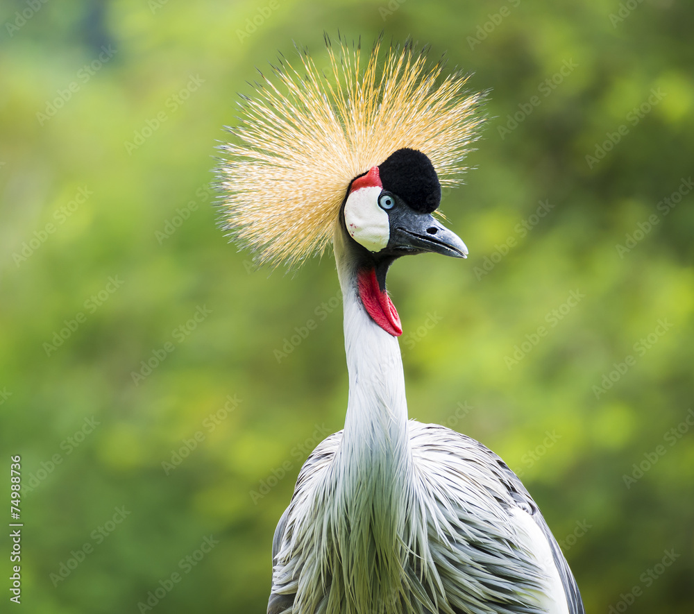 Fototapeta premium Beautiful Grey Crowned Crane bird