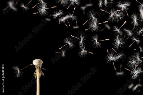 Dandelion