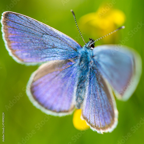 Obraz na płótnie Adonis blue 