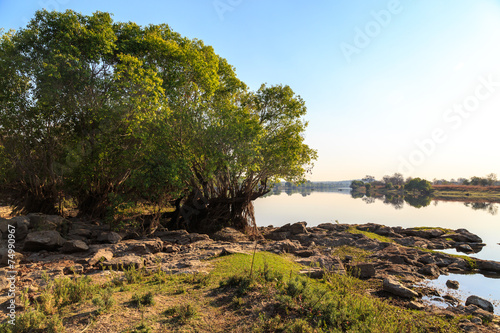 Photo Trees in morning light on the riverside