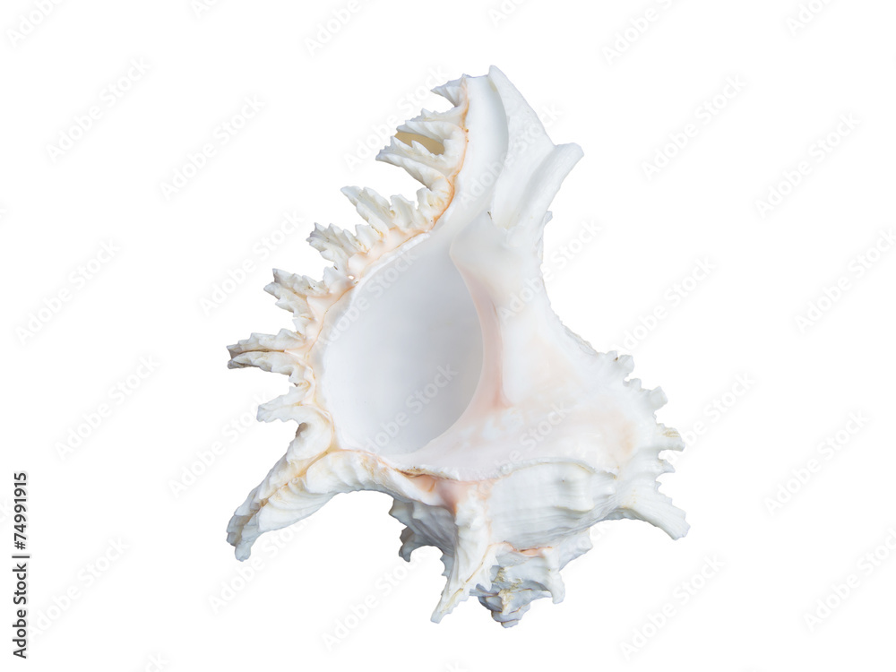white seashell isolated on white white seashell isolated on white