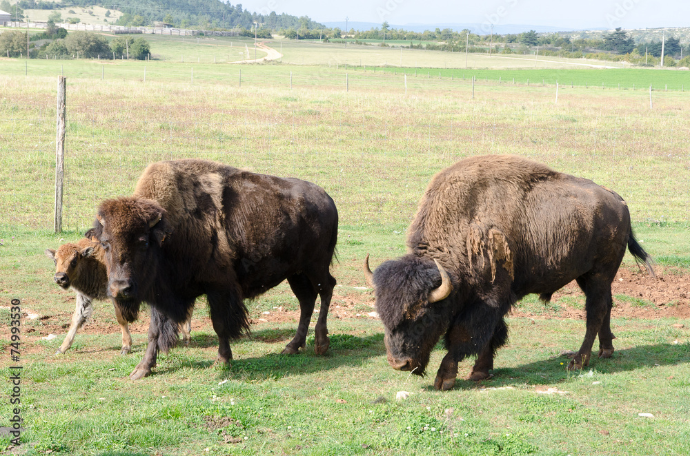 bison troupeau