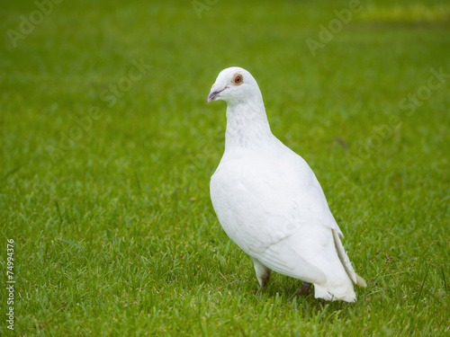 white pigeon bird standing on green grass