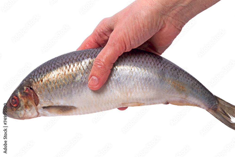 Atlantic herring in the hand Atlantic herring in the hand