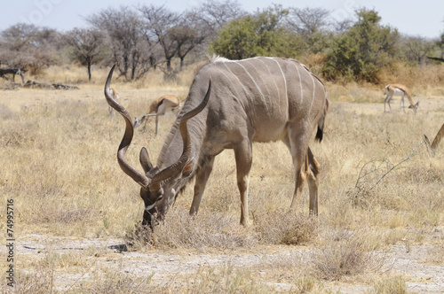 Kudu  Etoscha-Nationalpark  Namibia  Afrika