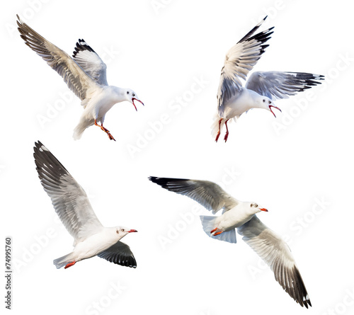 Photo flying action of seagull