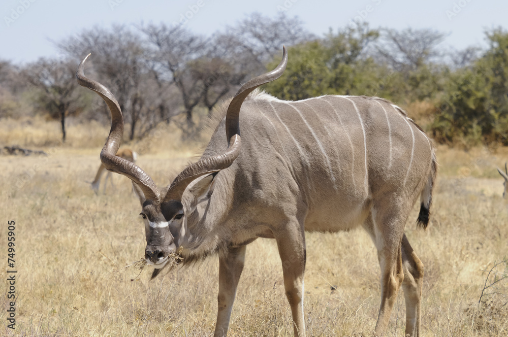 Kudu, Etoscha-Nationalpark, Namibia, Afrika Kudu, Etoscha-Nationalpark, Namibia, Afrika
