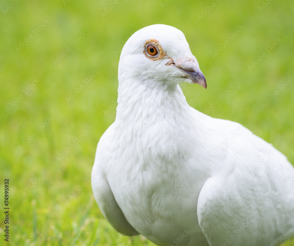 white pigeon bird standing on green grass