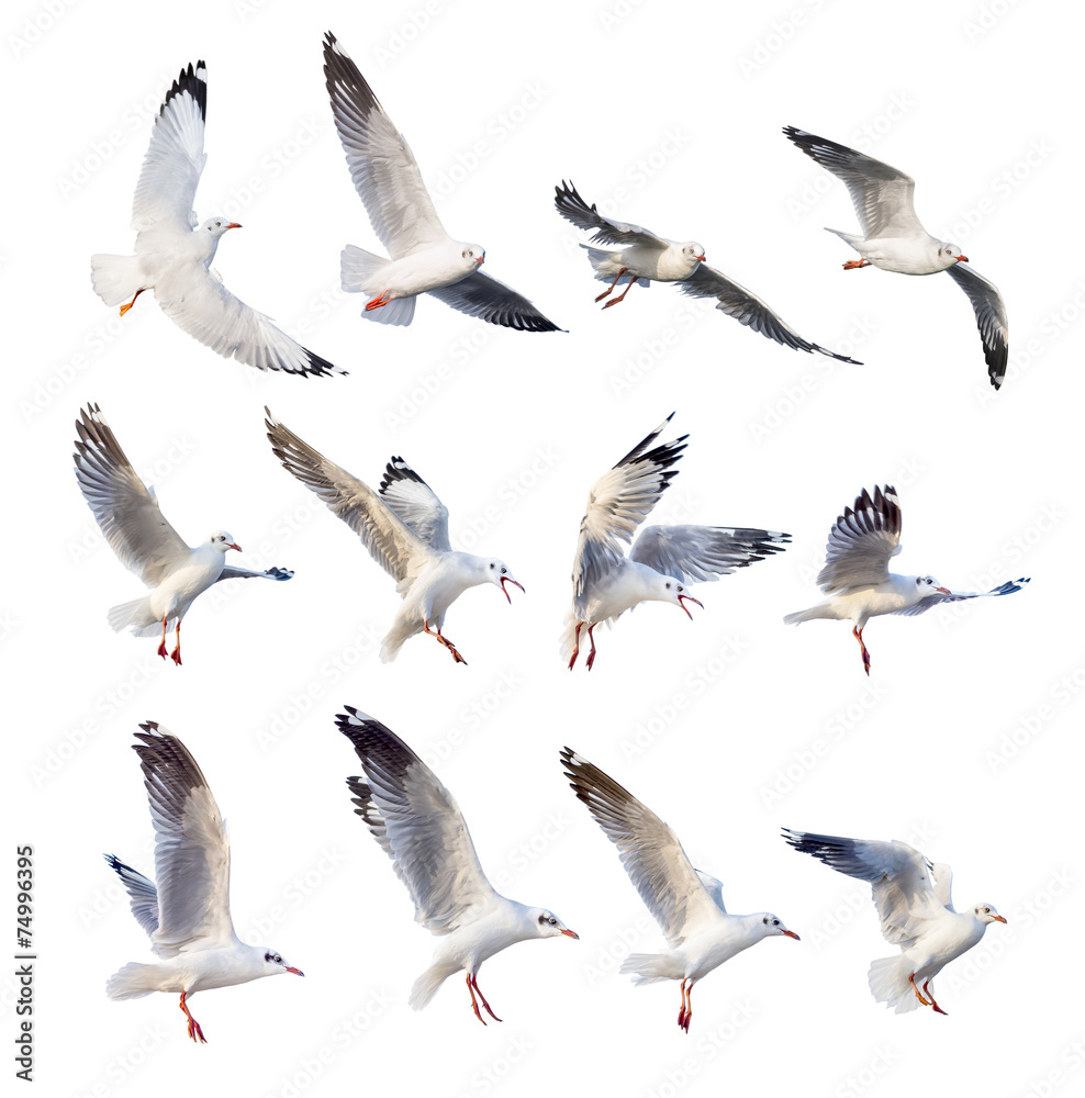 Obraz premium flying seagull actions isolated on white