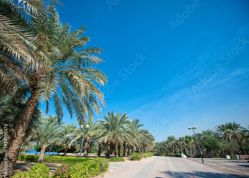 exotic park of palm trees against the blue sky
