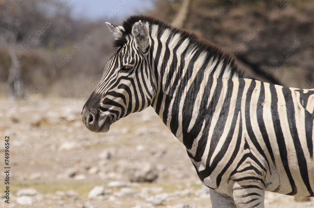Zebra am Wasserloch, Etoscha-Pfanne, Namibia, Afrika Zebra am Wasserloch, Etoscha-Pfanne, Namibia, Afrika