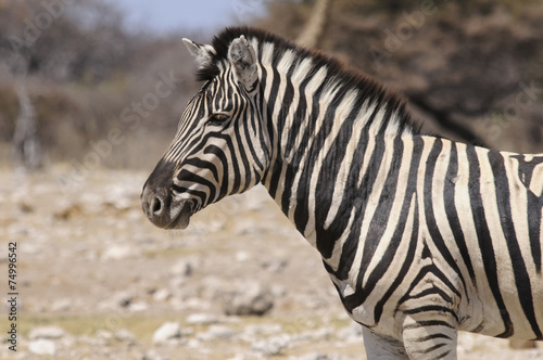 Zebra am Wasserloch  Etoscha-Pfanne  Namibia  Afrika