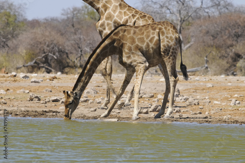 Giraffe am Wasserloch  Etoscha  Namibia  Afrika