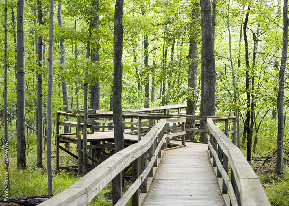 Fototapeta premium Nature Trail