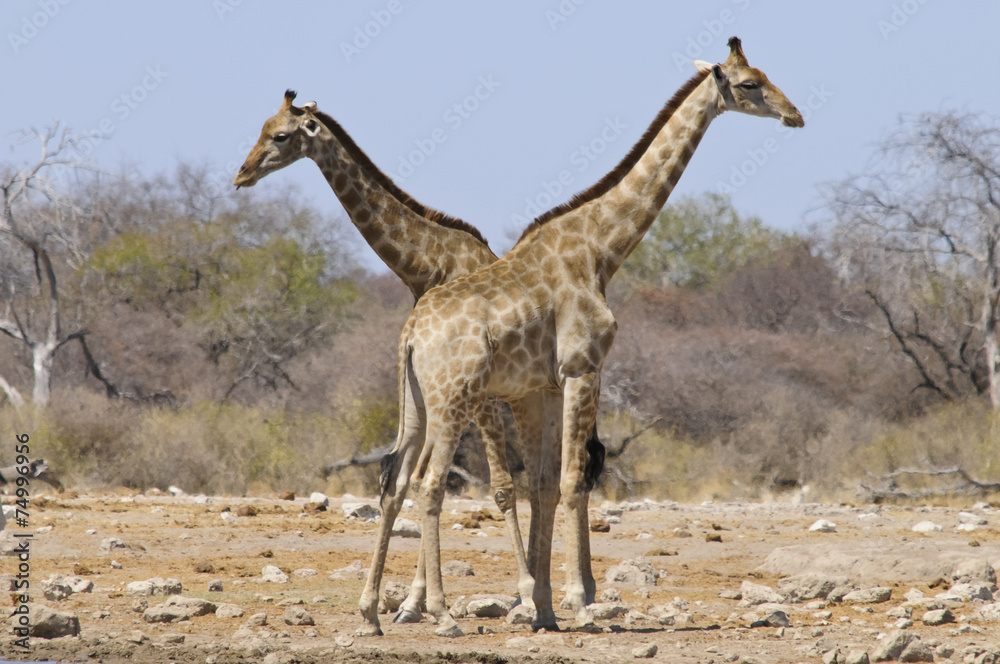 Obraz premium Giraffe am Wasserloch, Etoscha, Namibia, Afrika