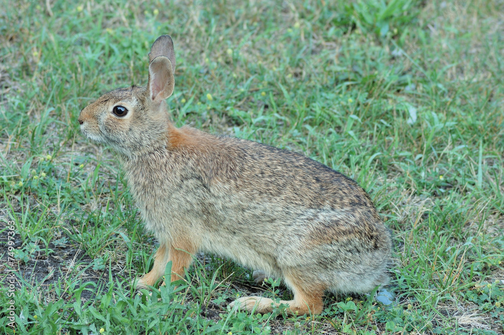 Cottontail Rabbit Cottontail Rabbit