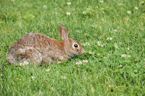 Cottontail Rabbit © brm1949