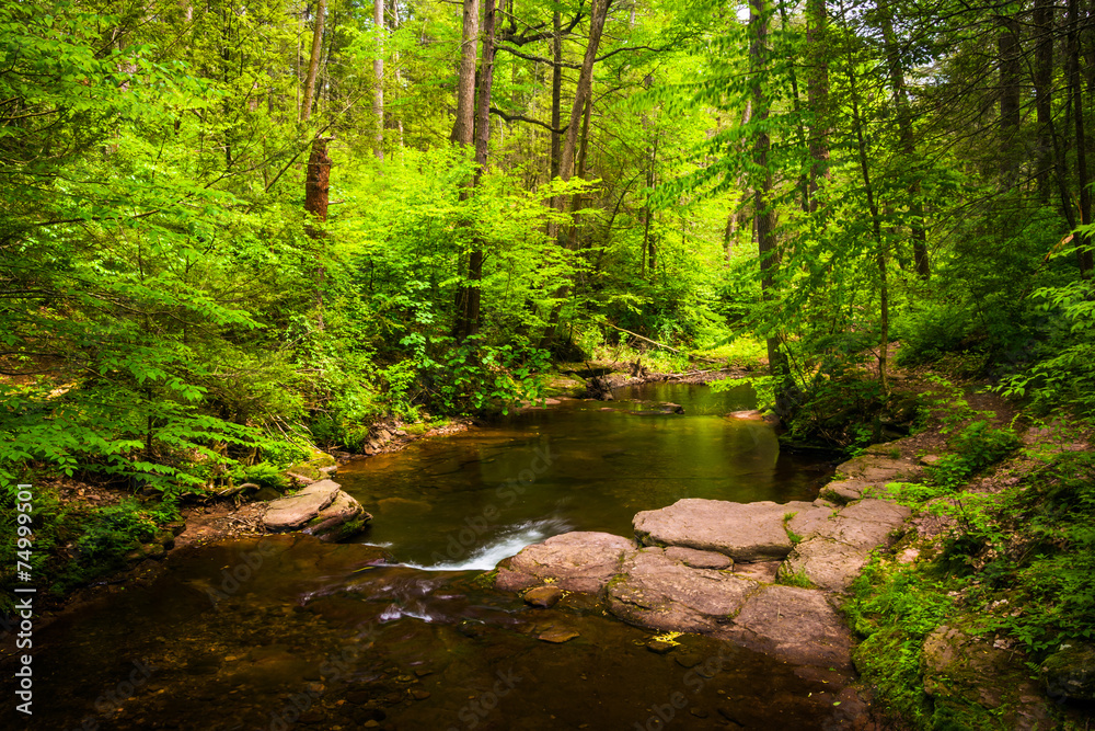 A stream in a lush forest at Ricketts Glen State Park, Pennsylva