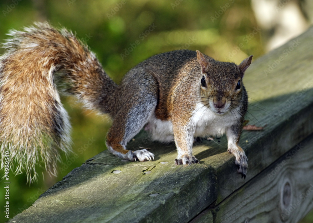 Naklejka premium Gray Squirrel