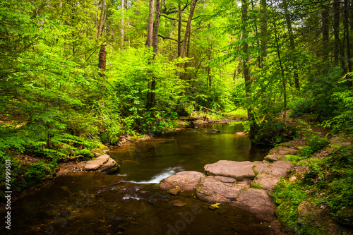 A stream in a lush forest at Ricketts Glen State Park  Pennsylva