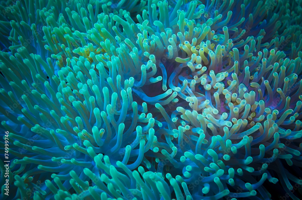 Fototapeta premium Clownfish shelters in its host anemone