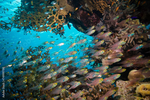 Shoal of Glassfish  Golden Sweepers  in clear blue water