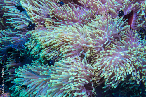 Clownfish and anemone on a tropical coral reef photo