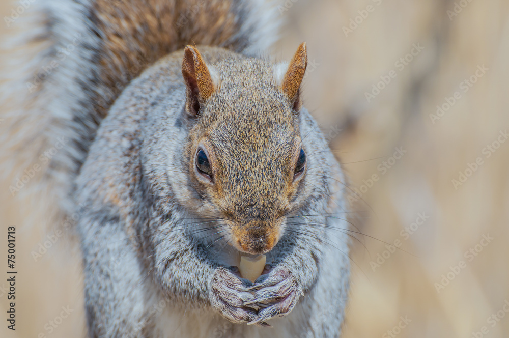 Fototapeta premium Gray Squirrel