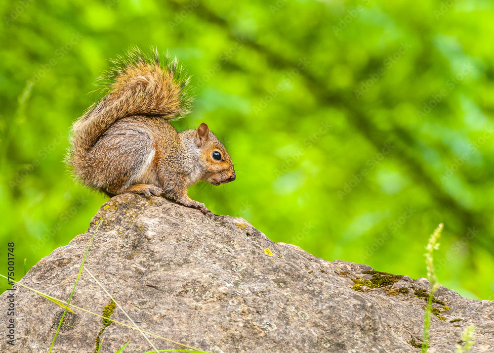 Obraz premium Gray Squirrel