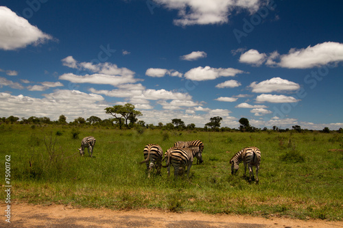Zebra Savanne © huntington