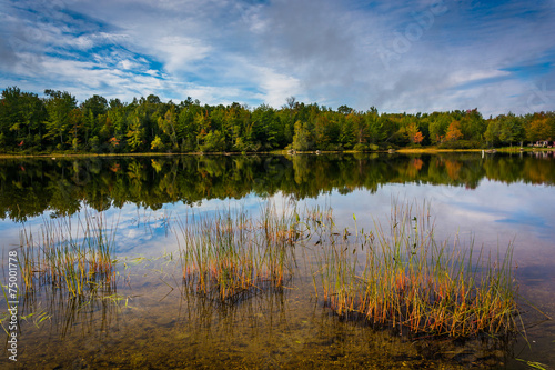 Early autumn reflections and grasses in Toddy Pond, near Orland, photo