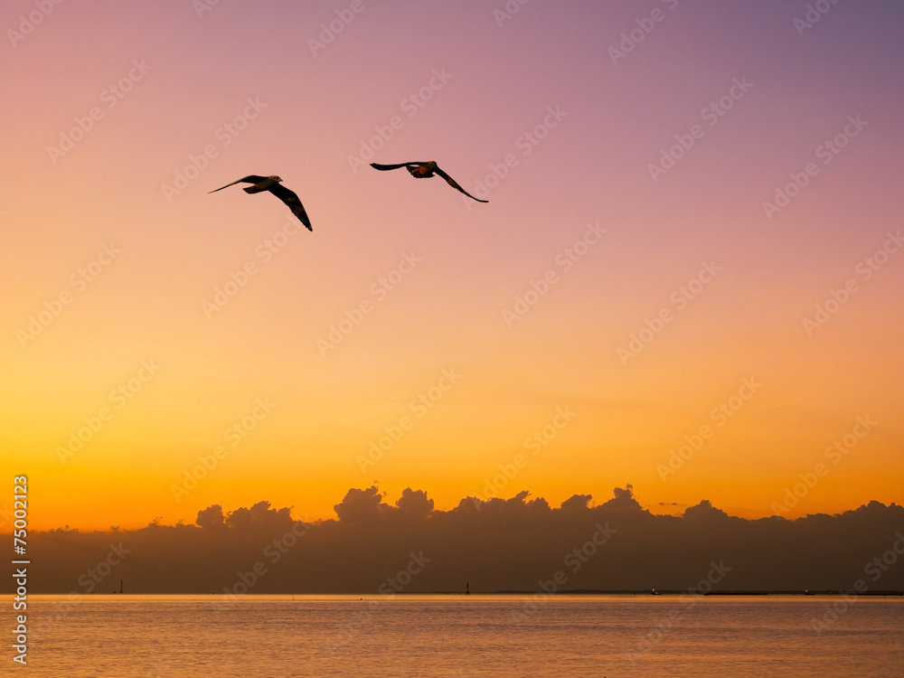 flying seagulls over the sea
