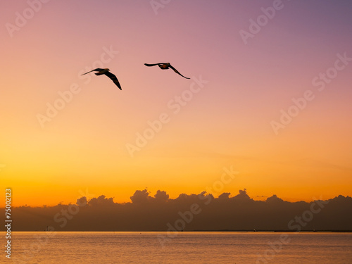 flying seagulls over the sea