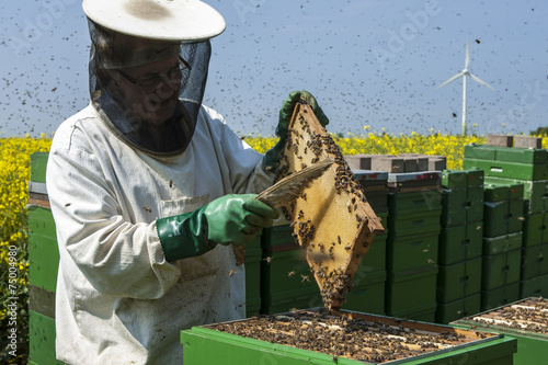 Imker bei der Arbeit mit seinem Bienenvolk