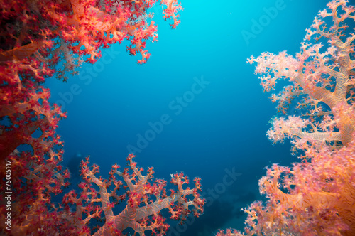 Vibrant pink soft coral  Dendronephthya hemprichi 