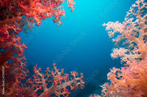 Vibrant pink soft coral (Dendronephthya hemprichi) photo