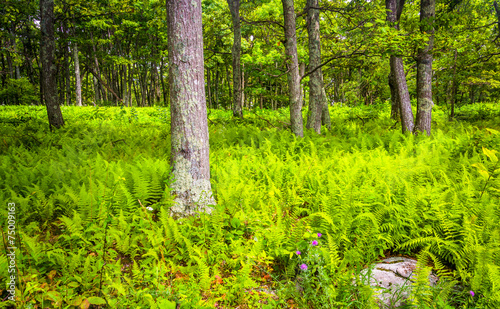 Fototapeta Naklejka Na Ścianę i Meble -  Ferns and trees in a forest in Shenandoah National Park, Virgini