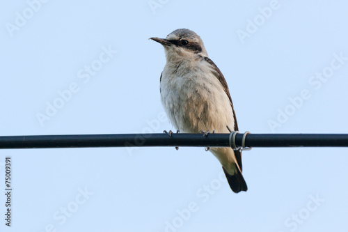 Wheatear (Oenanthe oenanthe)