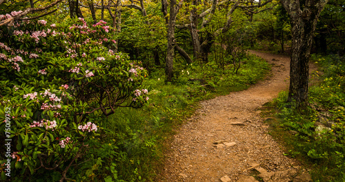 Fényképezés Mountain laurel along a trail in Shenandoah National Park, Virgi