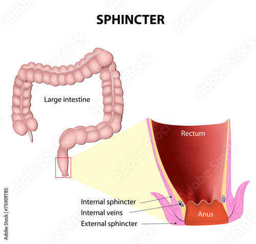sphincters